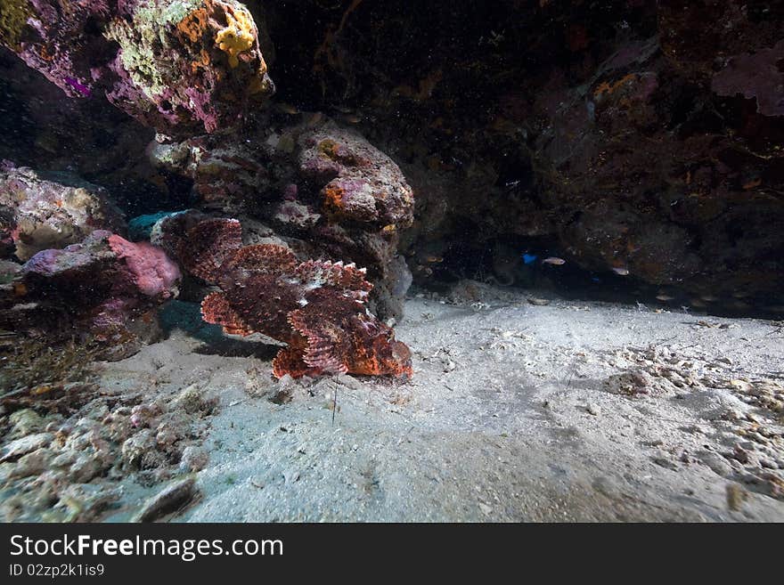 Smallscale Scorpionfish In The Red Sea.