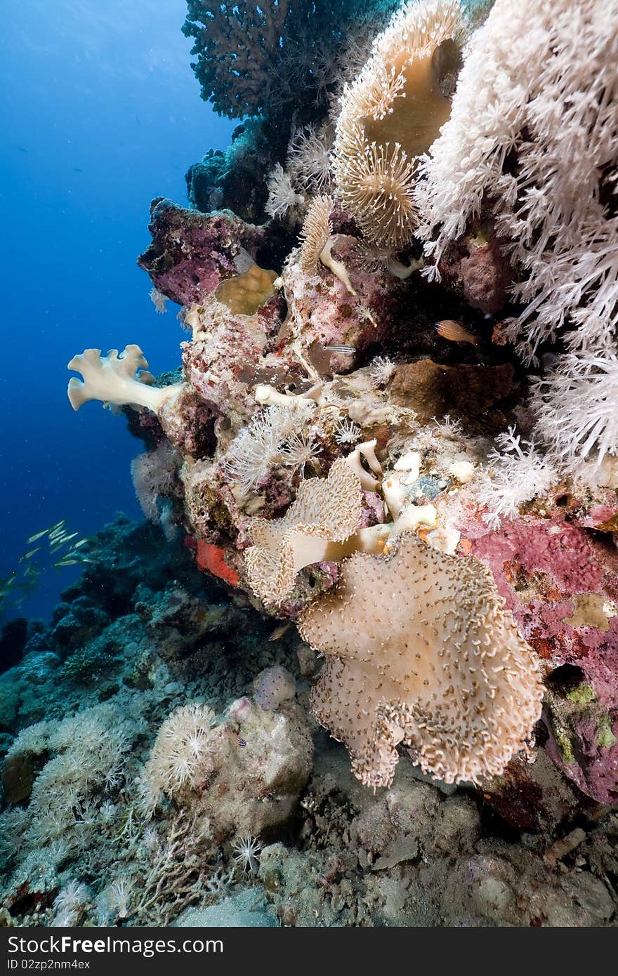 Fish And Coral In The Red Sea.