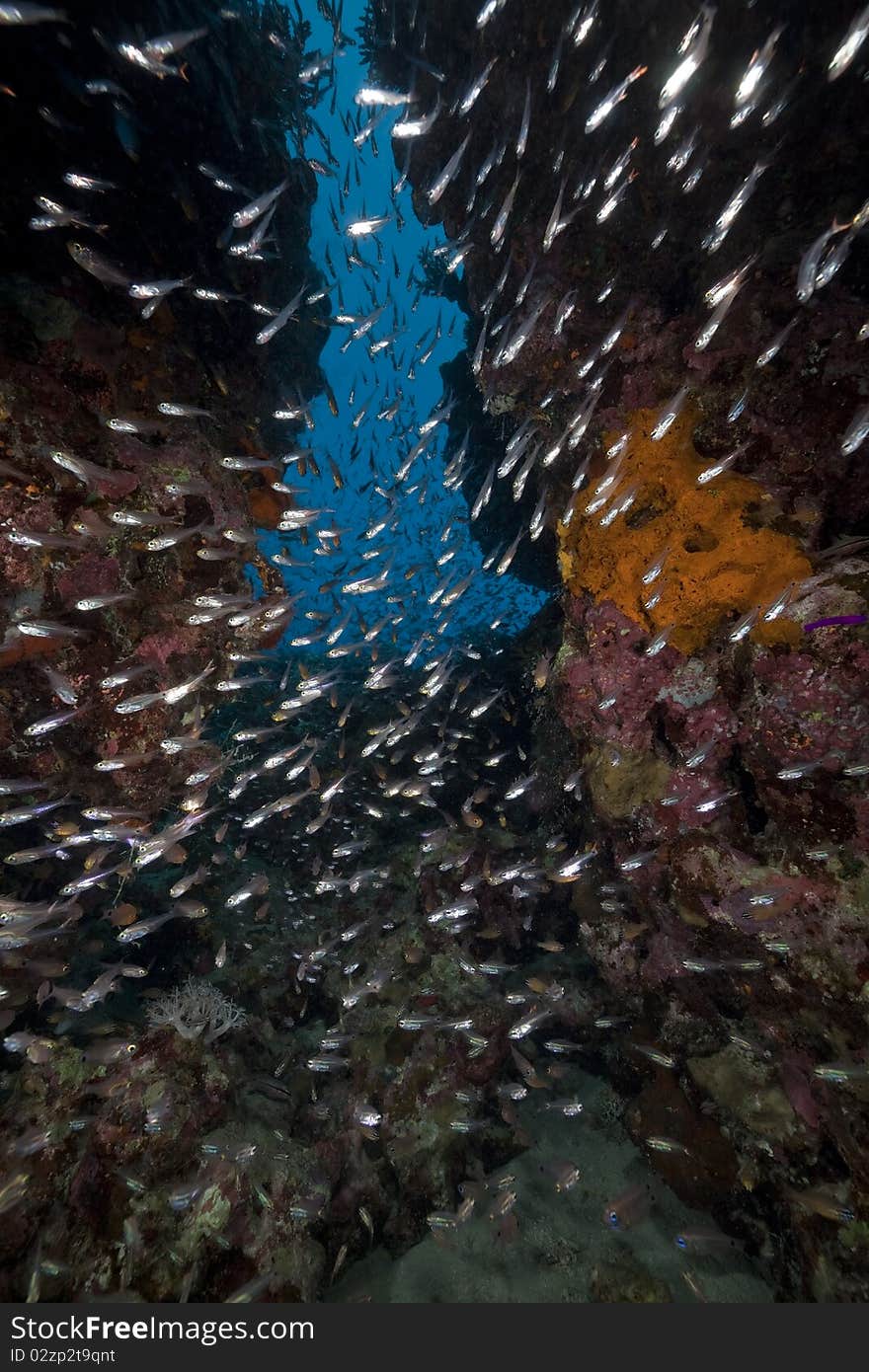 Glassfish In The Red Sea.