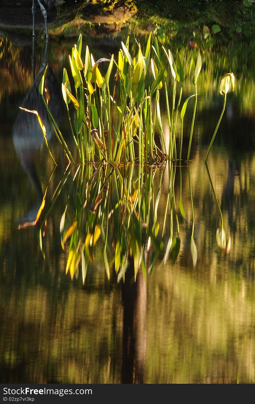 Lotus plant growing in calm garden pond water