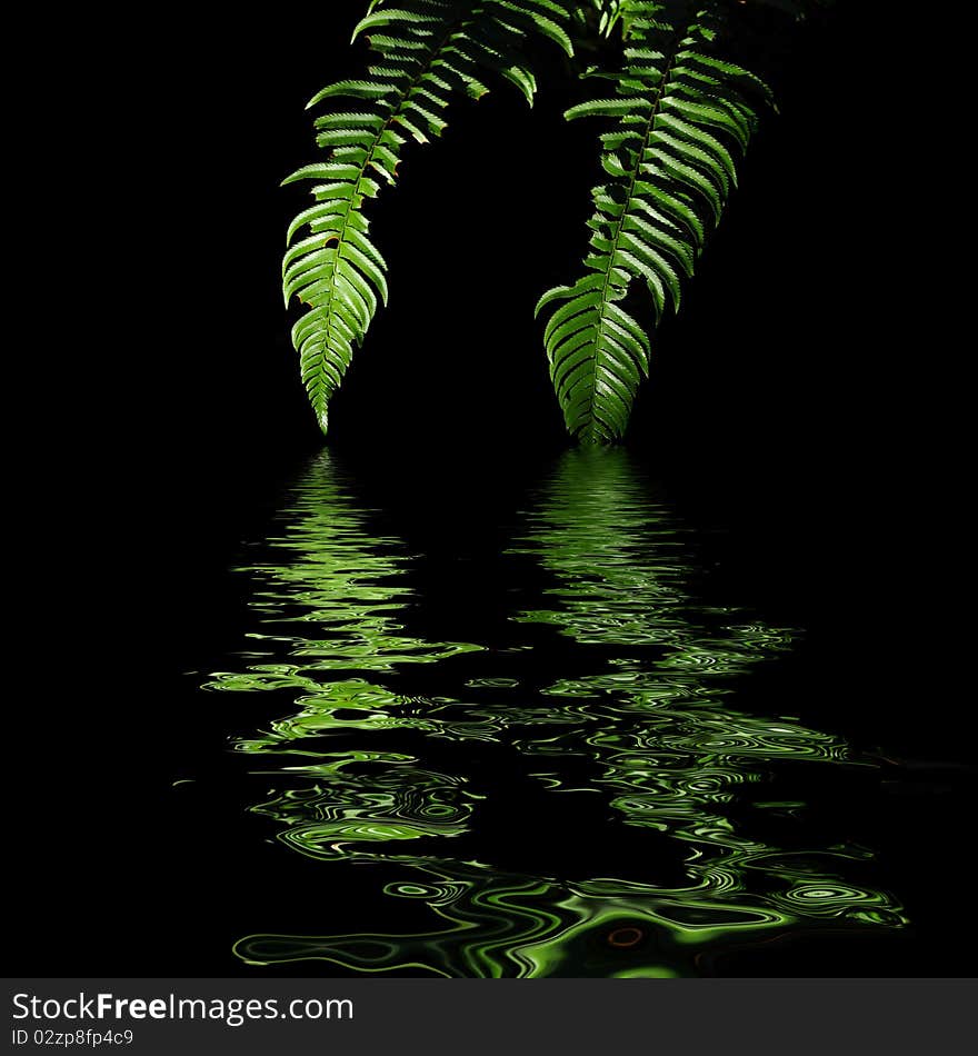 The leaf of a fern dripping down into a body of water. The leaf of a fern dripping down into a body of water