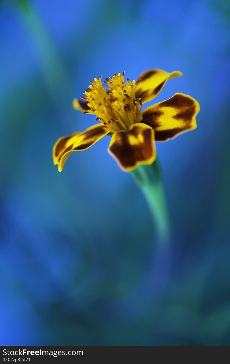 Looks like plastic but is a real flower captured in Munichs(Germany) English Garden. Looks like plastic but is a real flower captured in Munichs(Germany) English Garden