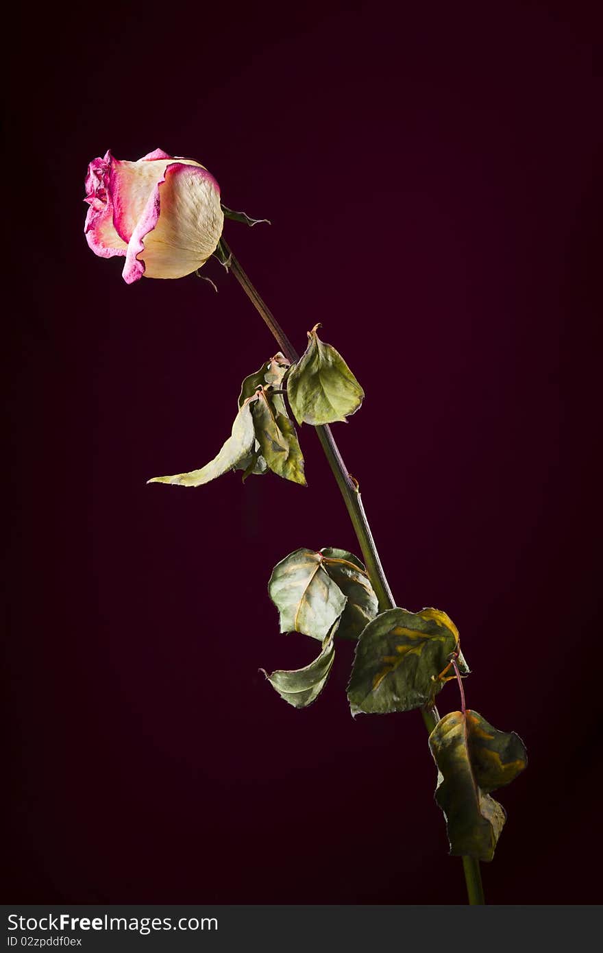 Withered Rose. Sadness