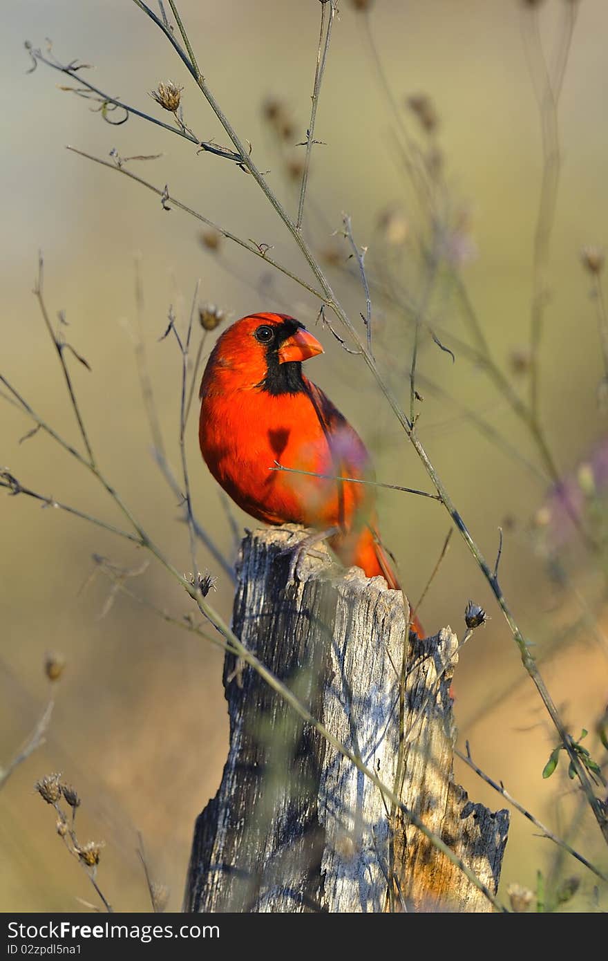 Cardinal