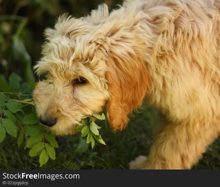 Golden doodle eating bush