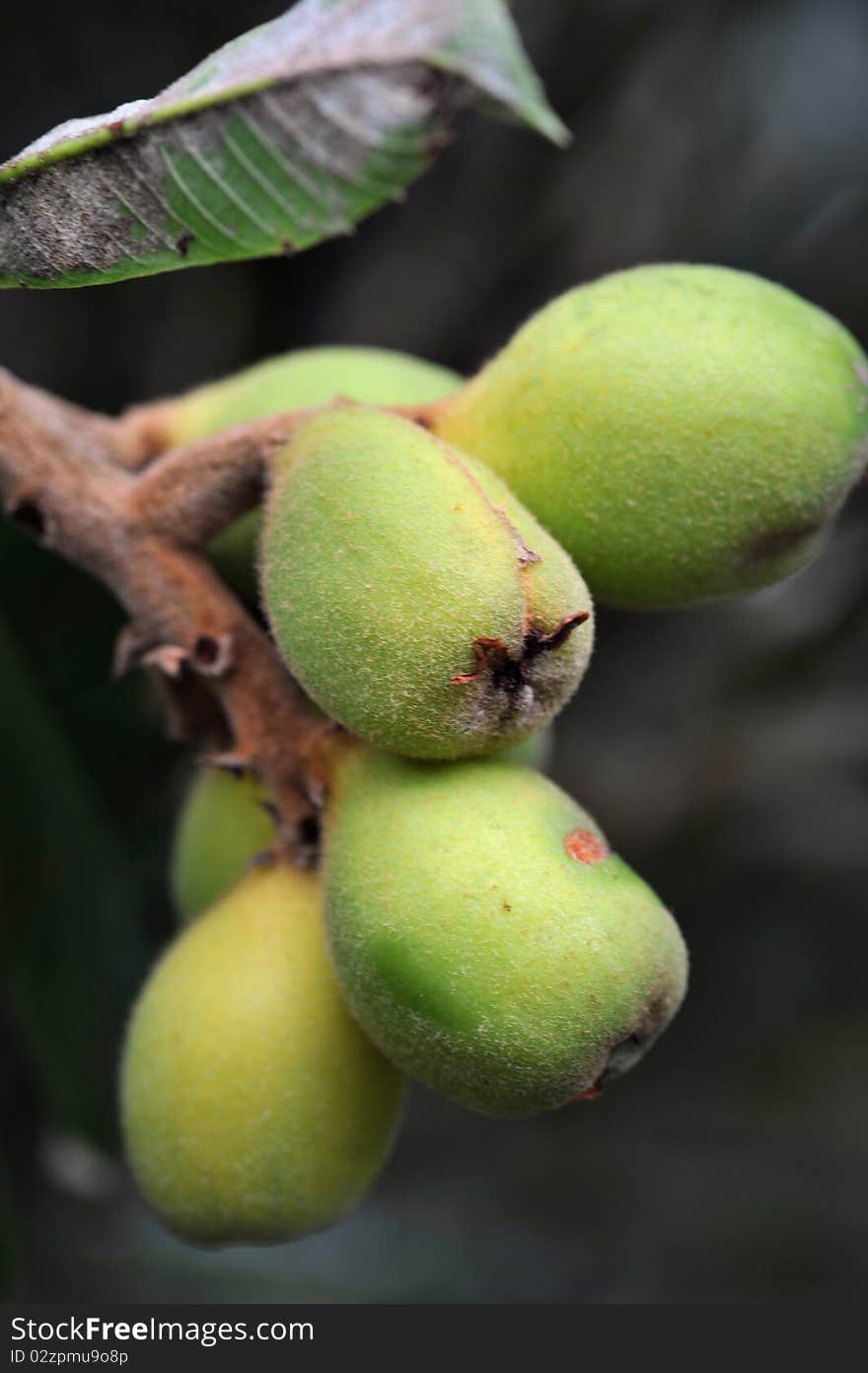 Loquat On Tree