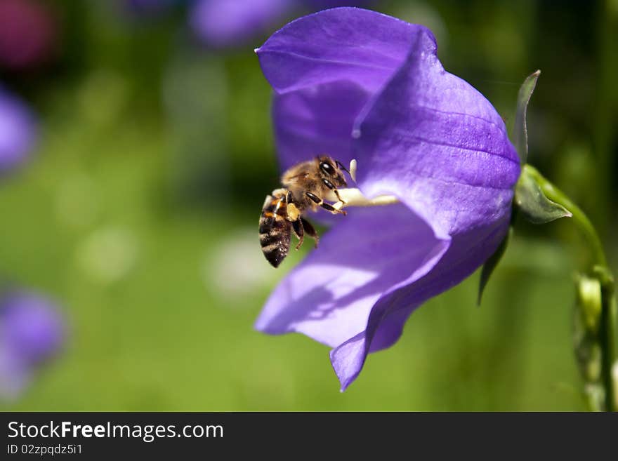 A honeybee with pollen on it's feet landing at a flower's blossom which stands out through the out-of-focus-background