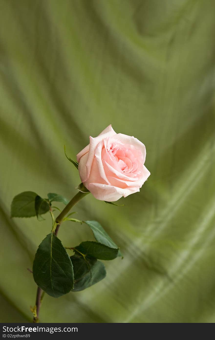 Beautiful pink rose on green satin background