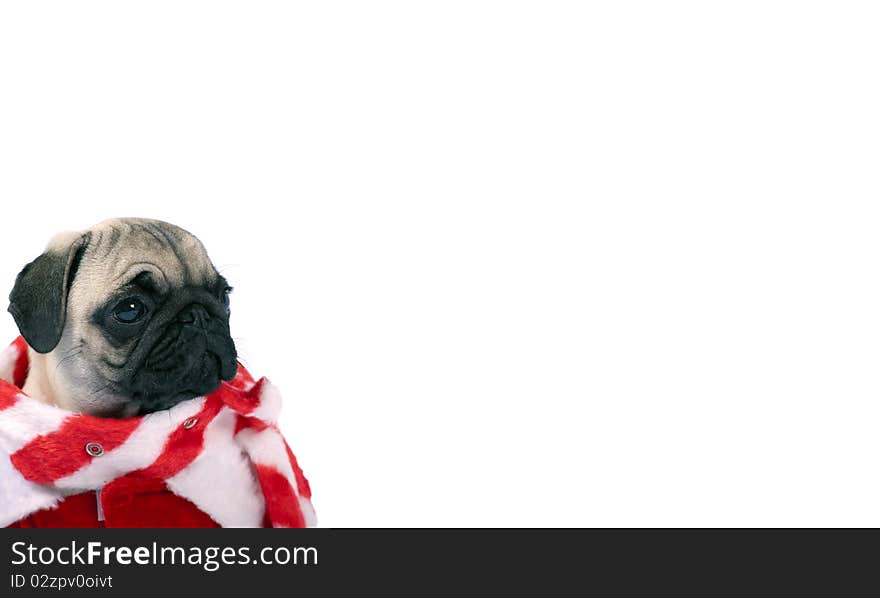 Pug puppy isolated on white ,dressed like santa claus