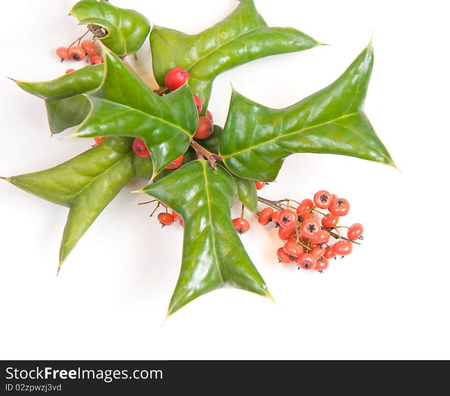 European holly (Ilex aquifolium) for christmas isolated on white