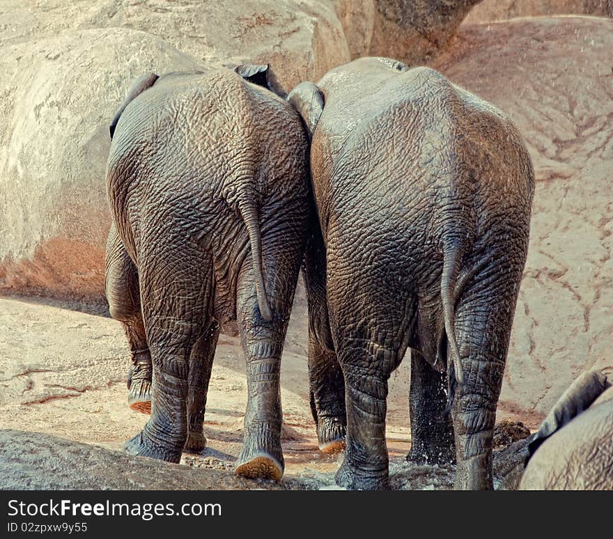 Two little elephants , walking together