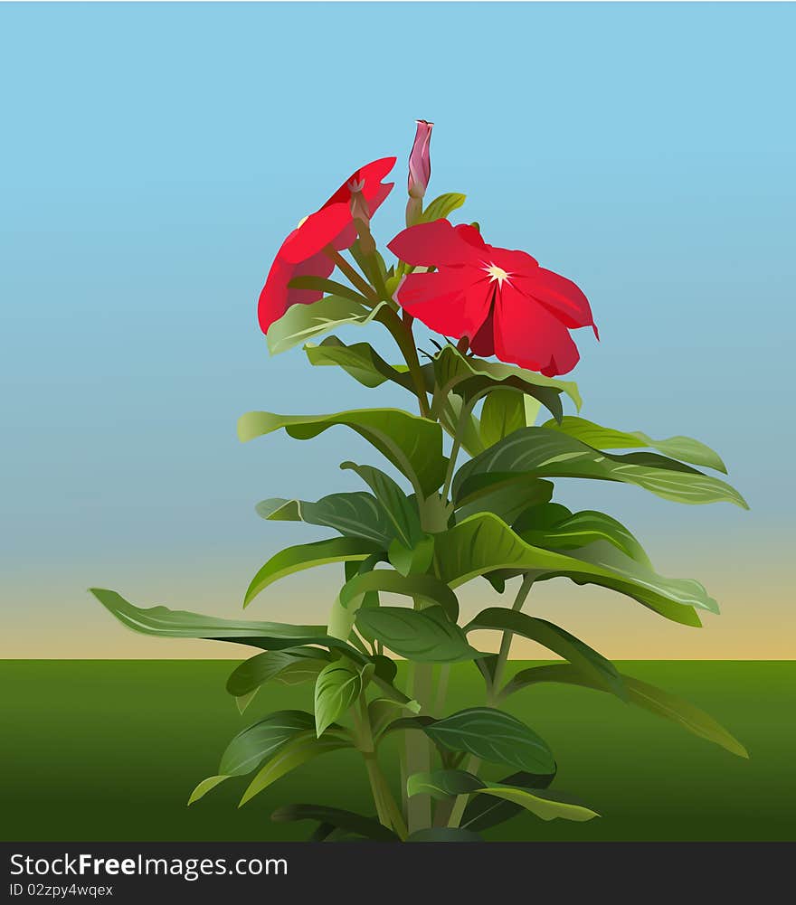 This an illustration of an impatiens walleriana plant in a sunlight day.