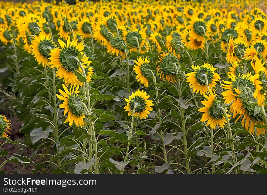 Large field of blooming sunflowers. An image with shallow depth of field