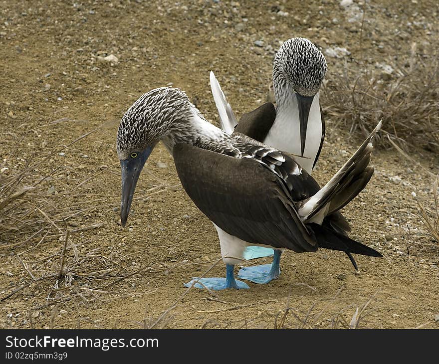 Two blue feet gannets at the galapagos islands