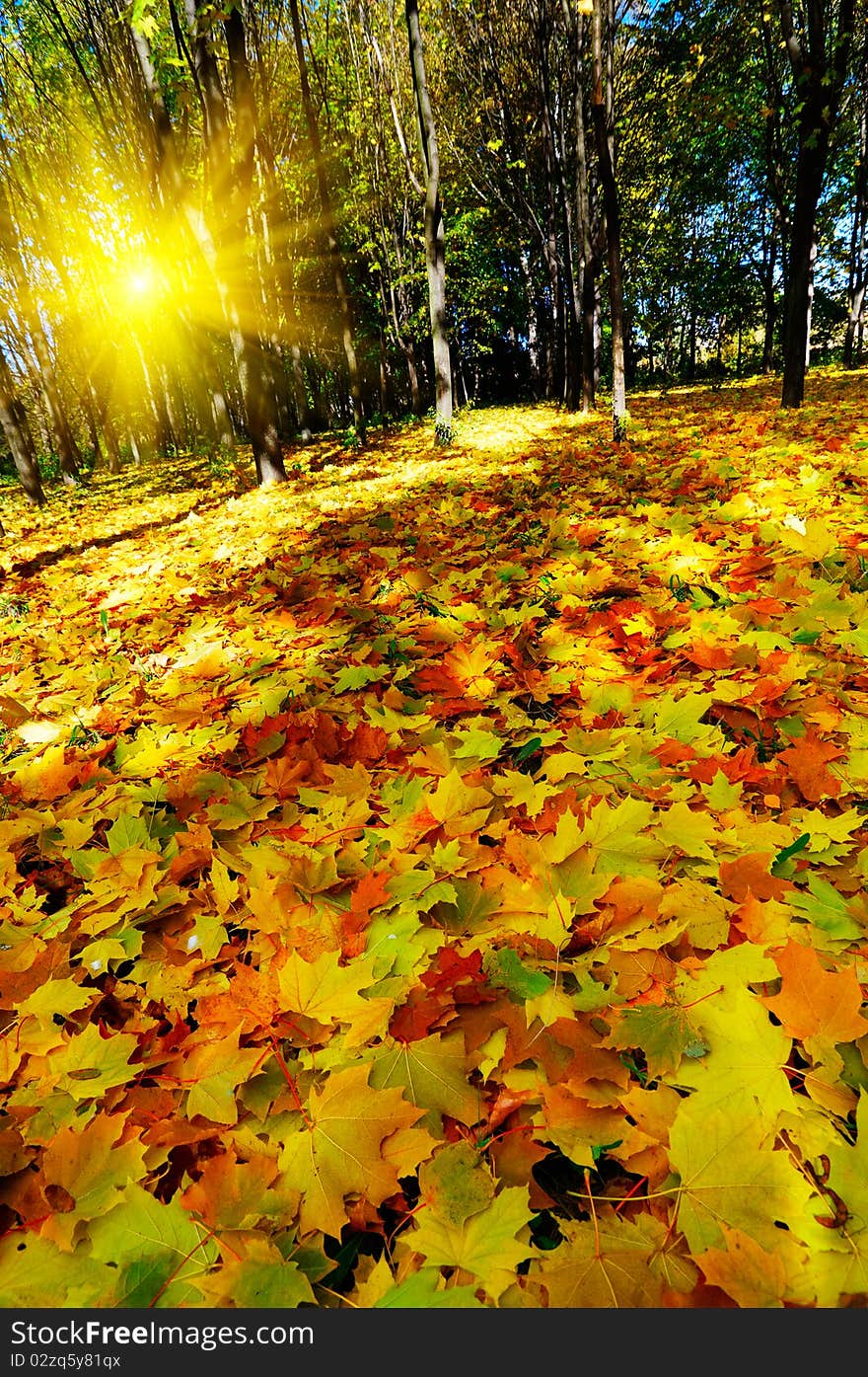 Beautiful golden autumn in the forest.