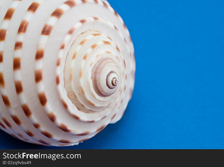 Close sea shell on a blue background. Close sea shell on a blue background.