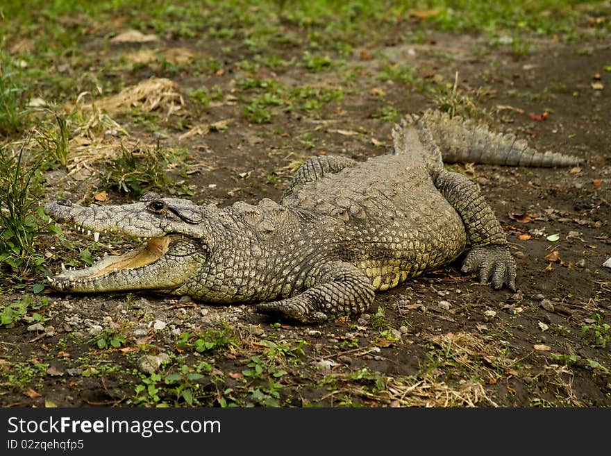 Crocodile Open Mouth