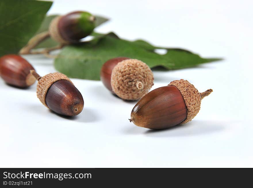 Picture of mature acorns and oak leaves with white bottom. Picture of mature acorns and oak leaves with white bottom