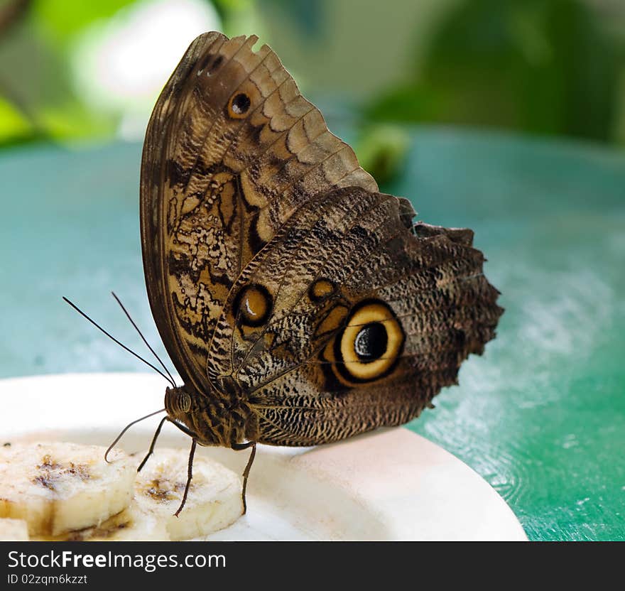 Butterfly Blue morpho with wings closed, brown side