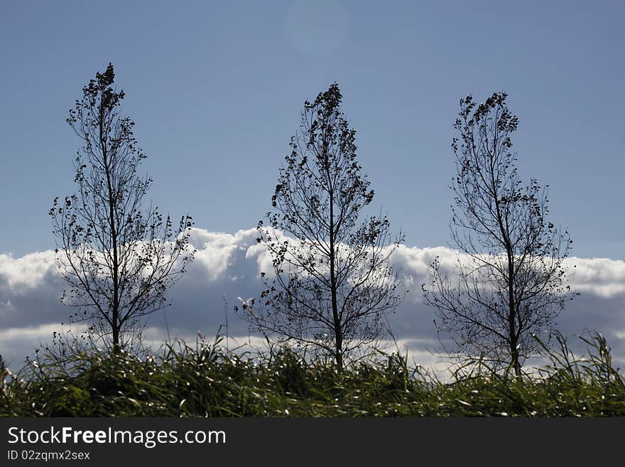 Three trees on a row