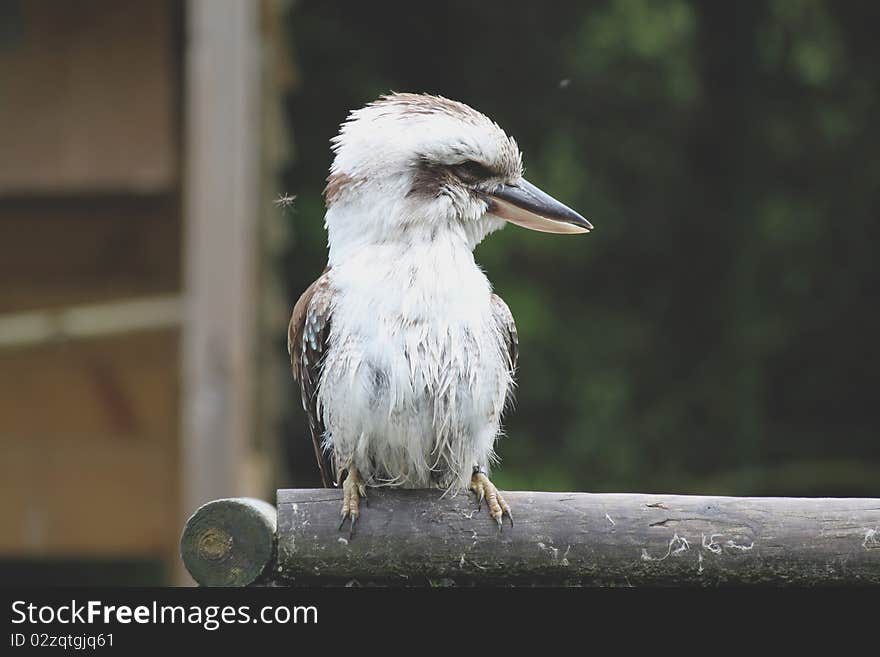 This kookaburra or laughing bird is sitting on a pole