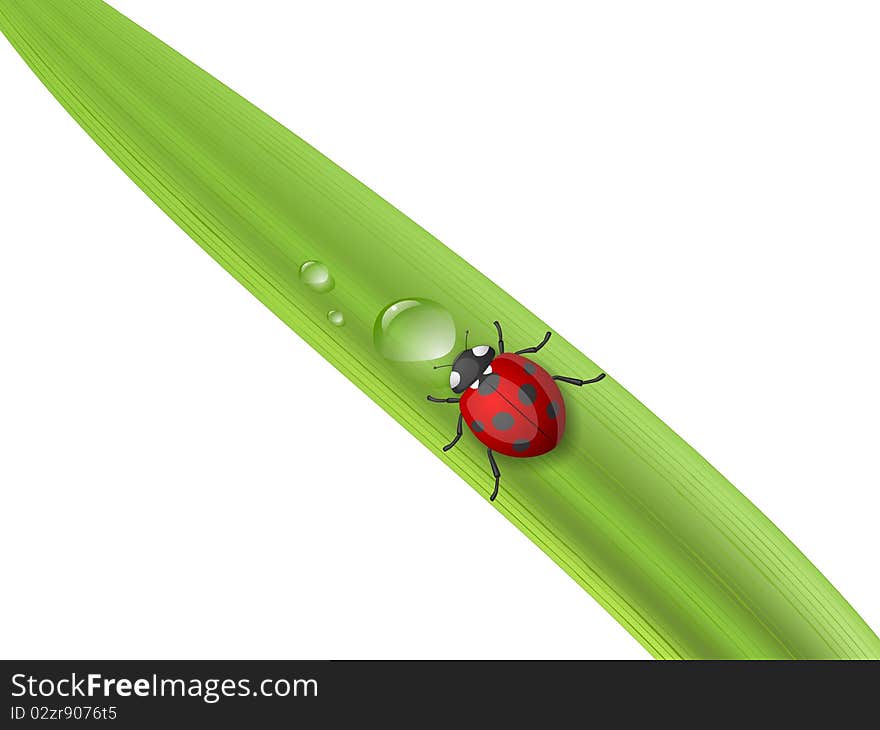 Red Ladybird bug at leaf cartoon illustration