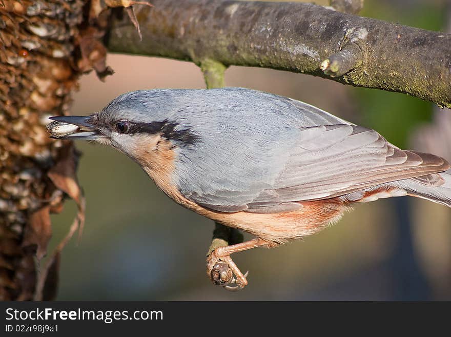 Eurasian Nuthatch