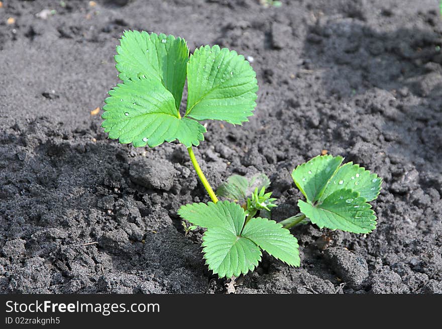 Young green sprout of strawberry on a bed in a vegetable garden