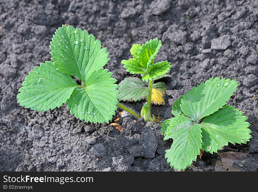 Young green sprout of strawberry on a bed in a vegetable garden