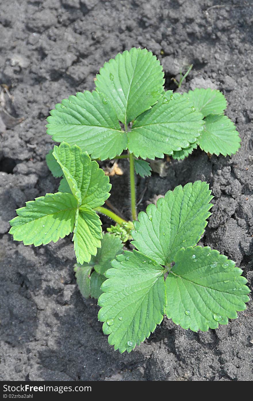 Young green sprout of strawberry on a bed in a vegetable garden