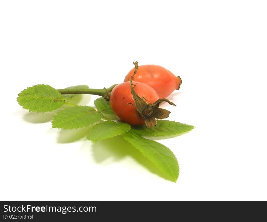 Dogrose with leaf on the white isolate background