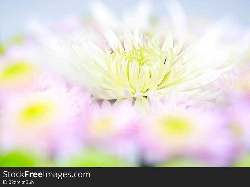 Close up of beautiful flowers