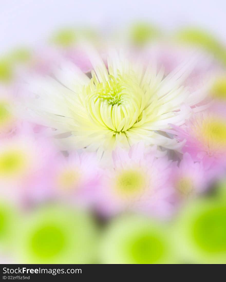 Close up of beautiful flower