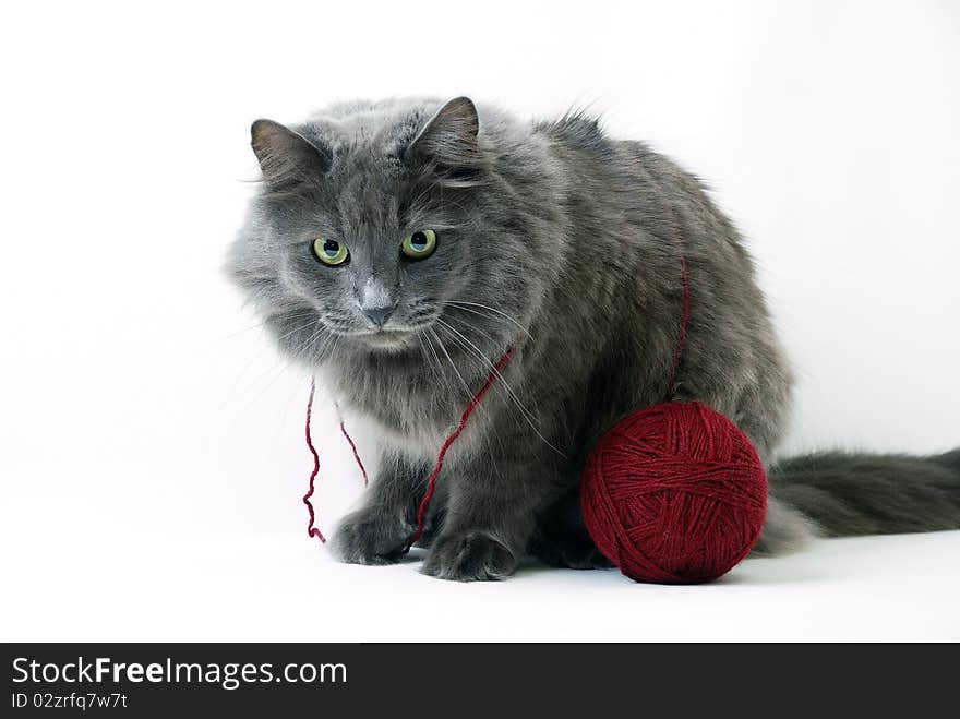 Cat With Clue Of Yarn On White Background