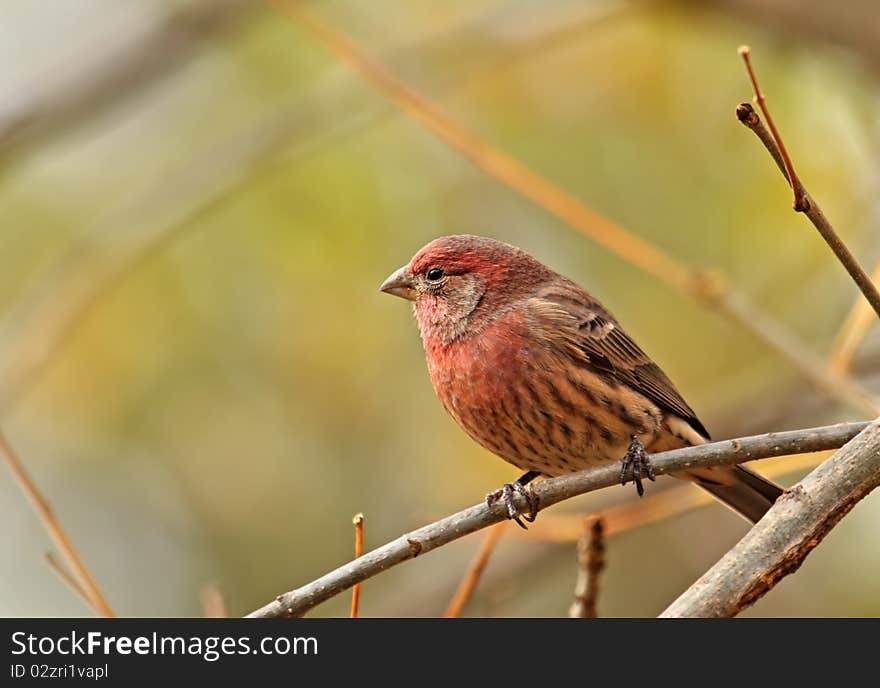 Male House Finch, Carpodacus mexicanus