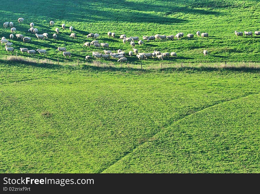 Flock of sheep grazing in a country field on a sunny morning