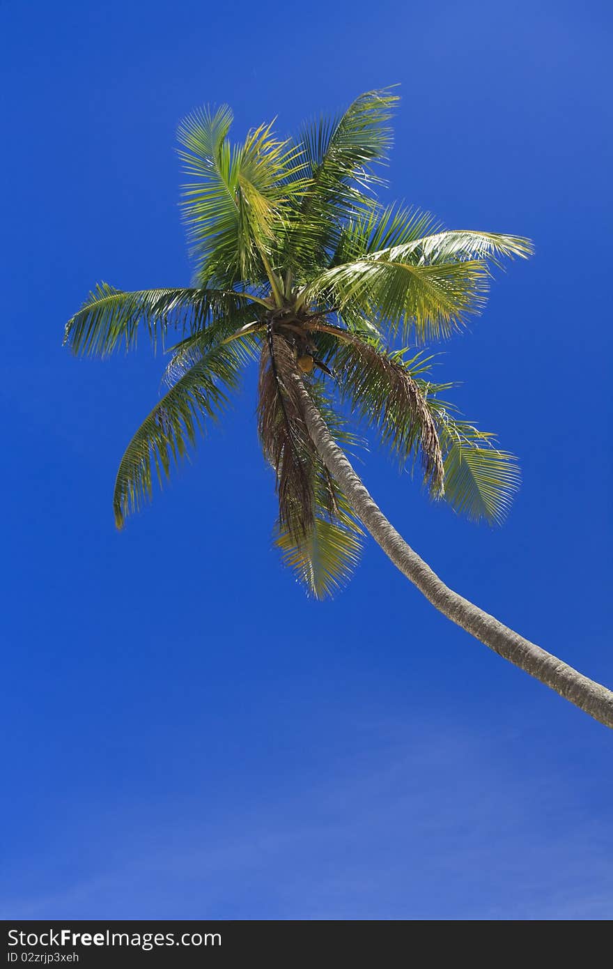 Palm Tree in sunshine with bright blue sky background