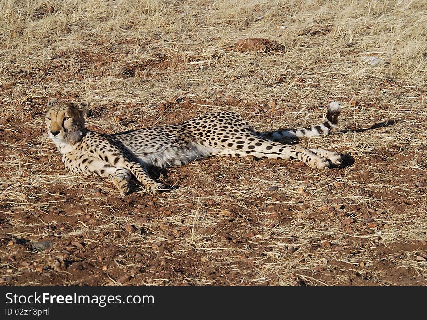 Cheeta in namibia lodge wildlife. Cheeta in namibia lodge wildlife