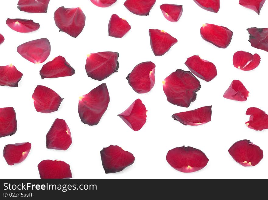 Red Rose petals over white background