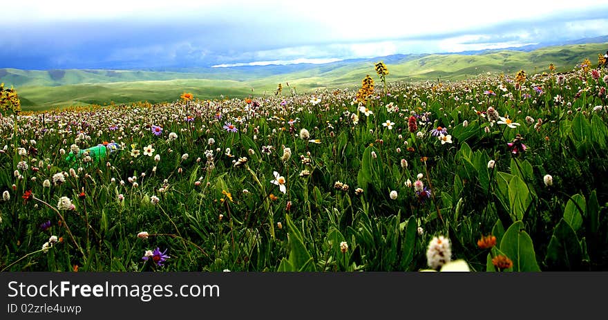 The this picture photography in the Chinese Sichuan Ganzizhou Luhuo county ancestor tower prairie, this prairie scenery is beautiful, from the spring to the autumn, seven kind of main flowered seven transformation prairie's color, thus is called “the ancestor tower seven colors of the spectrum prairie” successively. We go time happen to was on the prairie opens has filled the innumerable white fragrant clean flower, chaste incomparable. Under the sunlight the white flower under green leaf's complementing, has formed a tall and pleasing to the eye rug, has extended from the under foot the horizon. The this picture photography in the Chinese Sichuan Ganzizhou Luhuo county ancestor tower prairie, this prairie scenery is beautiful, from the spring to the autumn, seven kind of main flowered seven transformation prairie's color, thus is called “the ancestor tower seven colors of the spectrum prairie” successively. We go time happen to was on the prairie opens has filled the innumerable white fragrant clean flower, chaste incomparable. Under the sunlight the white flower under green leaf's complementing, has formed a tall and pleasing to the eye rug, has extended from the under foot the horizon.