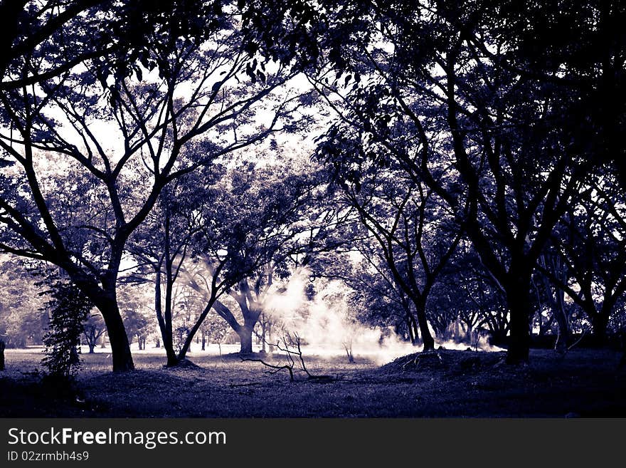 Split Tone Forest