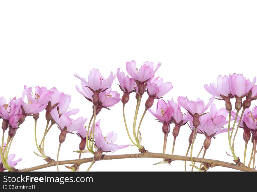 Pink Flowers Over White