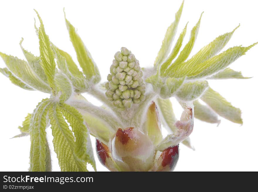 Fresh spring  tree branch with buds in spring time