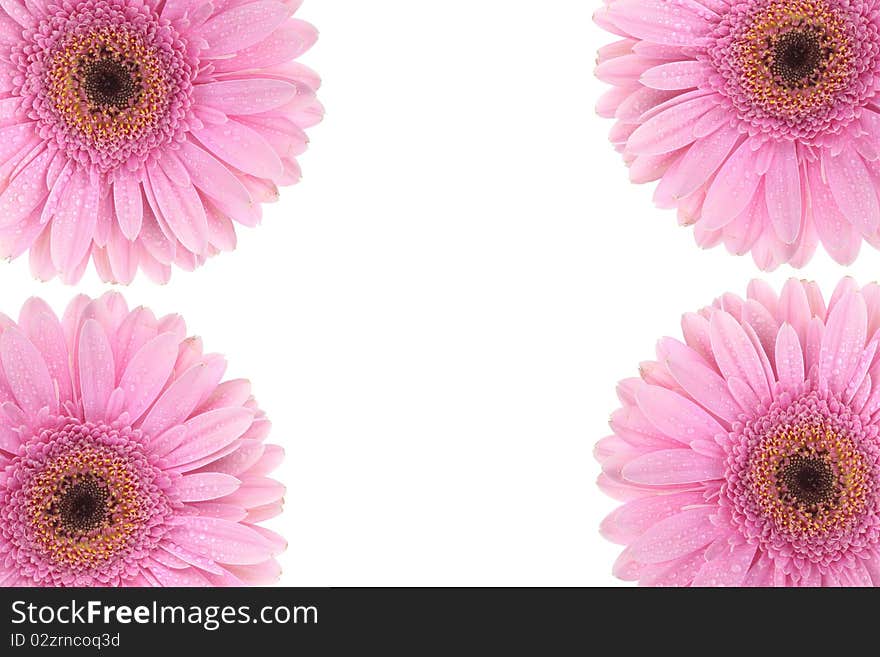 Pink Gerbera flower isolated on white