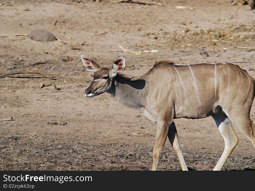 Kudu