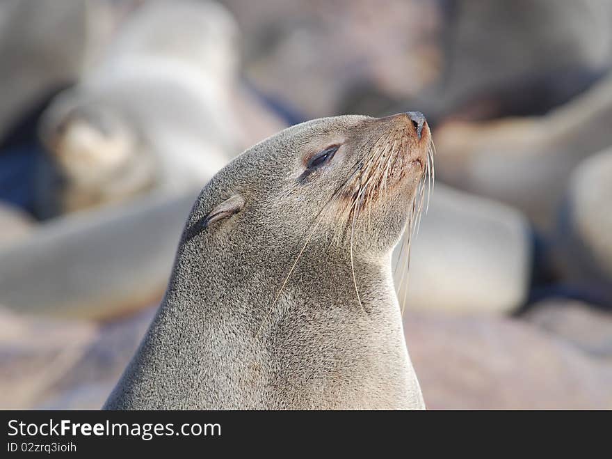 Seals