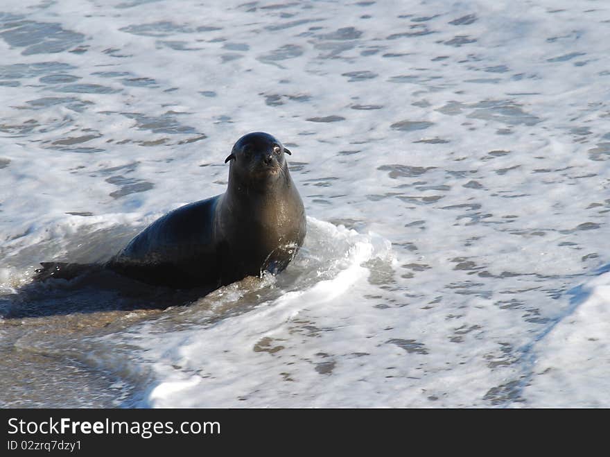 Seals