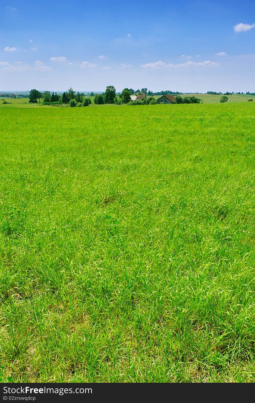 Green summer landscape