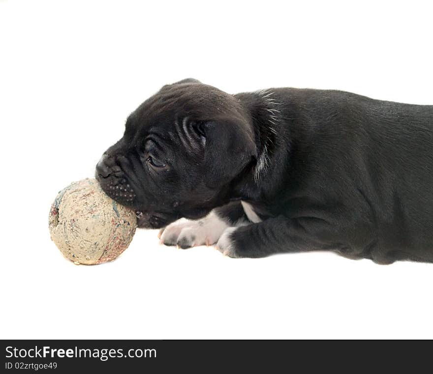 Puppy and a ball