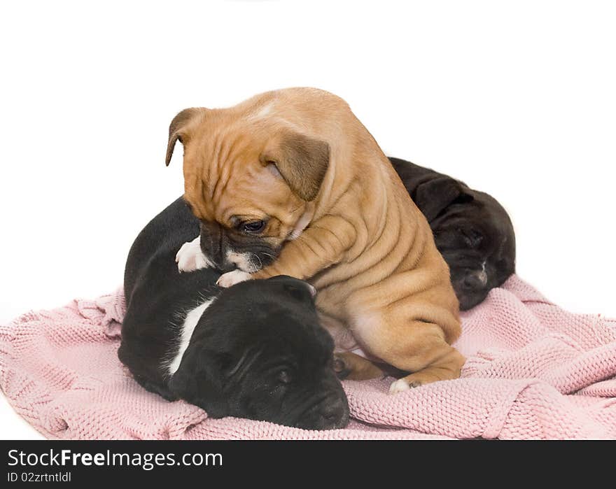 Staffordshire Bullterrier Pups